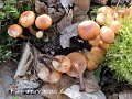 Flammulina velutipes-amf465-1